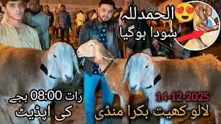 Lalukhet Goat Market 14 Dec | Night 8 bjy's update #cattlesjunoon #lalukhetbakramandi #goat #viral