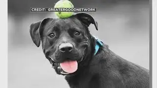 GreaterGood Pilots 'One Picture Saves Life Program'