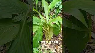This Root Is More Powerful Than You Think #turmeric #plants #plantfacts #naturalhealth #herbalplants