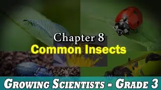 Common Insects - Chapter 08 | Science Class 03 | For Kids | Pax International