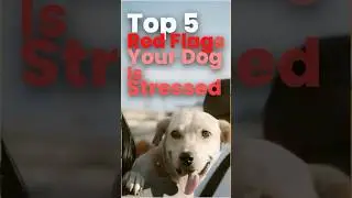 Top 5 Red Flags Your Dog Is Stressed #DogStress #StressedDog #DogCare #CanineAnxiety