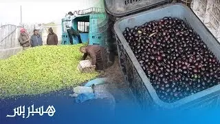 ما بين 4 دراهم و 5 دراهم... هذه أسعار الزيتون بالعطاوية نواحي  قلعة السراغنة