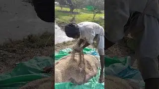 The Power of Consistent Effort | Bas Mehnat Karta ja tu #agribrilliance #wheat #farming #pakistan