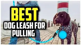 ☑️ Top 5 Best Dog Leash For Pulling of 2025 : Which one should you buy?..😍✨