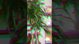 Fresh plant arrival & tips! #plantillas #plantstuff #planthaul #newplantmom