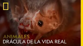 Conoce al Dr&aacute;cula de la vida real: el murci&eacute;lago vampiro | NATIONAL GEOGRAPHIC ESPA&Ntilde;A