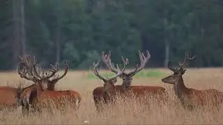 Punahirved kogu oma hiilguses | Благородные олени во всей своей красе