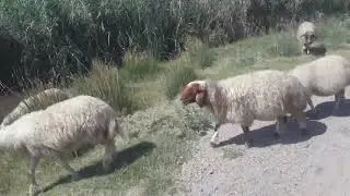 نهر الفرات راعي الأغنام  سوريا مباشر 