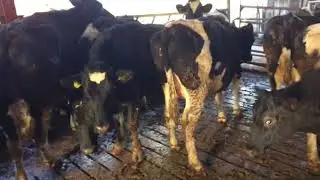 40 BRITISH/IRISH FRIESIAN HERD SALE