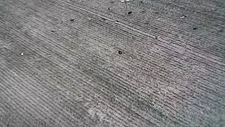 Raw footage of duck spread - Divebomb silo Mallards- GHG Fullbodies- GHG Shells- Lucky ducks/ Mojos