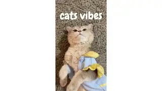 Vibes Of A Lovely Cat #shorts