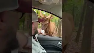 Close Encounter with a Curious Elk in the Woods