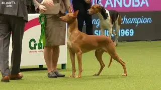 Best of Breed, Hound Group|PHARAOH HOUND|(2017-2022)