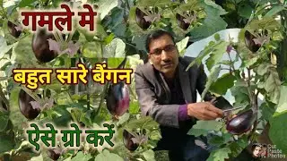 गमले मे उगाये बहुत सारे बैंगन  How to grow Brinjal in Pots