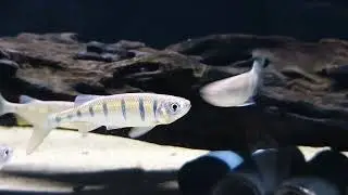 Opsarius pulchellus (wild) bij Aquarium Speciaalzaak Utaka