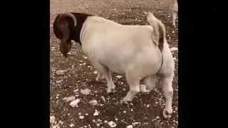 Bode Boer gen&eacute;tica da &Aacute;frica do sul!!!! que Show de bode #boer #boergoat