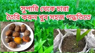 সুপারি থেকে চারা তৈরি করুন খুব সহজ পদ্ধতিতে//ঘরে করুন সুপারির চারা//Betel nut cultivation ..