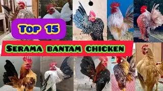 Top 15 Serama bantam chicken | Serama chicken | Serama bantam chicken all colors| small fancy hens