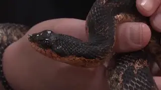 Snake sightings on the rise in Virginia