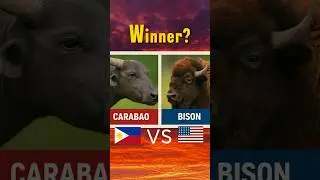 Philippines Carabao🇵🇭 VS 🇺🇸American Bison 🦬 #philippines #carabao #vs #bison #winner