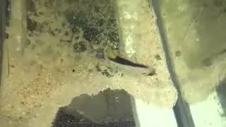 Tinker's Butterfly | Chaetodon tinkeri | $499 @ www.nyaquatic.com