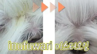 inifuwari(이누후와리) 미스터 오일 후기