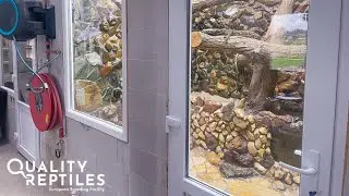 Release of the Varanus salvadori (croc monitors) in their new enclosure