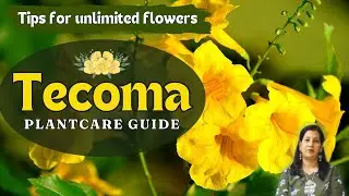 Tecoma Plant Care Tips | टीकोमा पौधे की देखभाल कैसे करें? 🌿