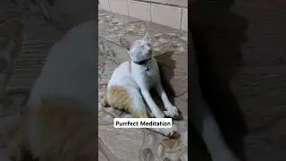 Zen Master Meow: My Cat's Hilarious Attempt at Meditation #cat  #catvideos #catlover #cats