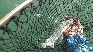 #305 悠久の輝きを放つミヤベイワナ～然別湖が紡ぐ銀鱗浪漫～