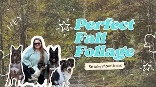 Fall in Smoky Mountain National Park | BARK Ranger Program| Gordon Ramsey Food Market Cherokee, NC