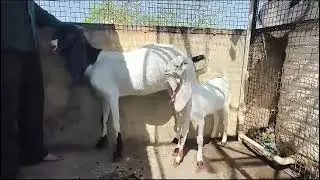 Diamond goats farm house 🏡 Mp indore ke pas  Bakra palan ,🐐🐑🥰