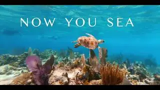 Now You Sea Turtles &ndash; Help Protect Sea Turtles and See the Swahili Coast Thrive