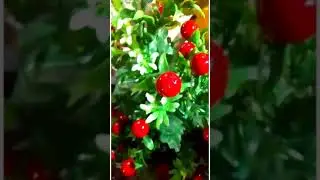 home decor Flower pots l decor collection l Bhootnath market lucknow l #shorts l #youtubeshorts