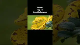 Worlds top 10 beautiful snakes #beautifulsnake #snake #snakeshorts