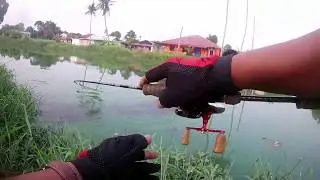 strike haruan saiz idaman mengunakan ultralight setup