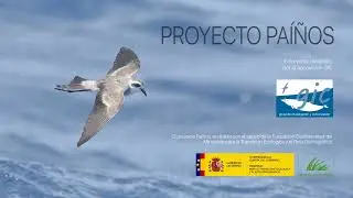 El pa&iacute;&ntilde;o pechialbo (Pelagodroma marina). PROYECTO PA&Iacute;&Ntilde;OS
