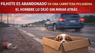 Un cachorro abandonado en una carretera peligrosa