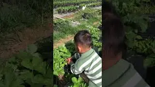 #petikstrawberry #petikstroberi #shortvideo #ytshorts #shorts