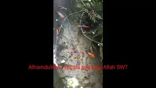 woles guppy ☺ .ikan guppy diember tanpa filter/aerator