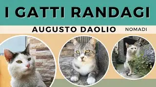 Augusto Daolio - Nomadi - I gatti randagi