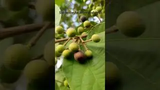 Indian Sherbet Berry 🍒 Phalsa | Grewia asiatica | फालसा #shorts #phalsa #youtubeshorts
