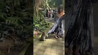 Monkey Harasses Girl Grabs Her Dress And Purse
