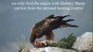 Golden Eagle in Sierra Espu&ntilde;a - Photo Logistics Hide