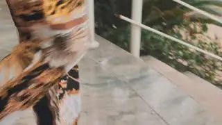 BAHEA - MUITAS FARPAS