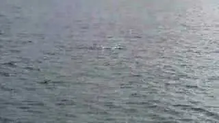 WILD DOLPHINS FROLICKING WITH BOAT AT EDEN, AUSTRALIA