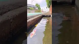 Ikan koi di selokan Jepang #koi #shorts