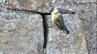 blue tit nest