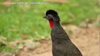 Jacupemba - Rusty-margined Guan (Penelope superciliaris)
