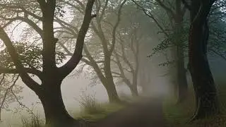 Where the Path Knows &mdash; A Gentle Space for Inner Guidance